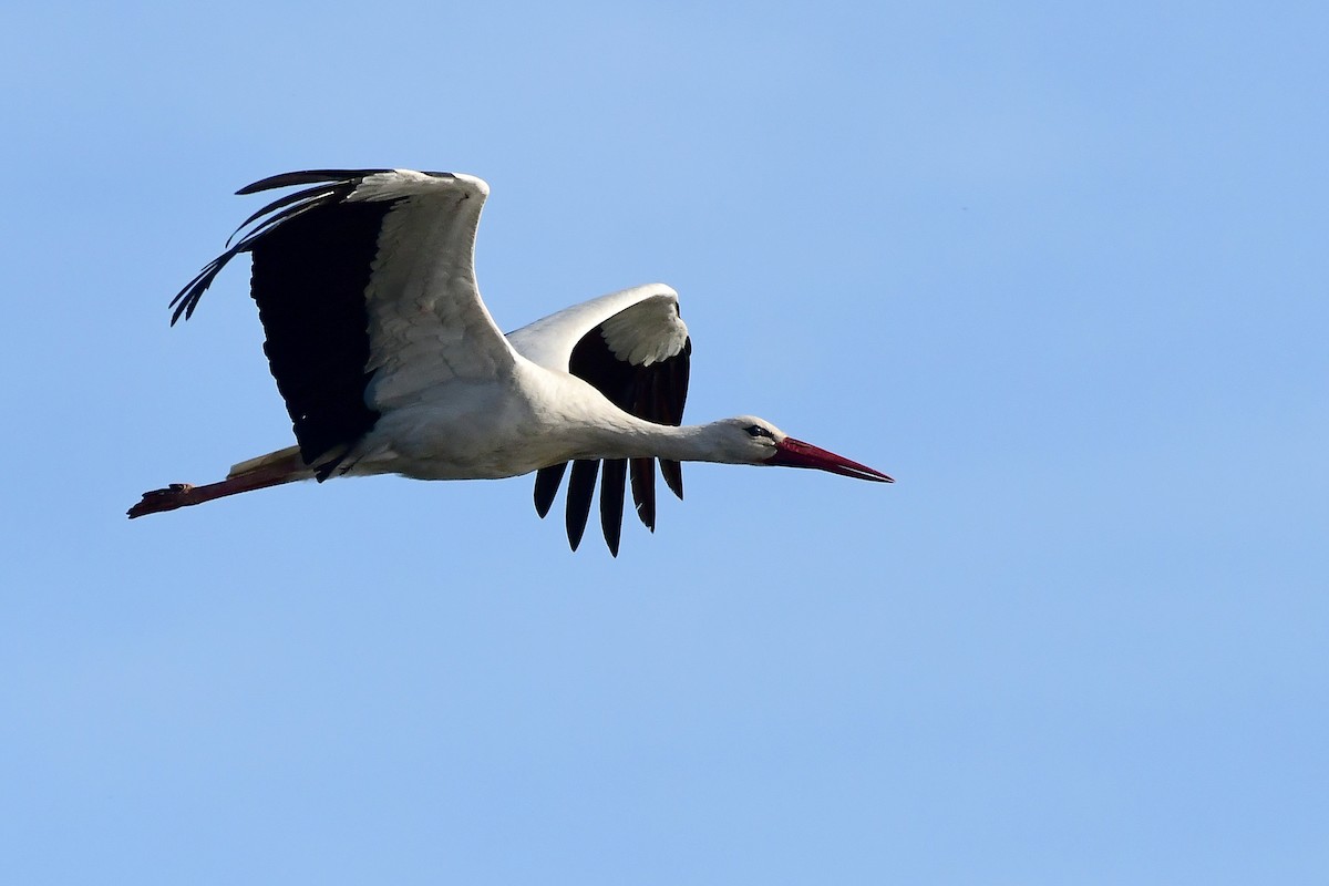 White Stork - ML616662359