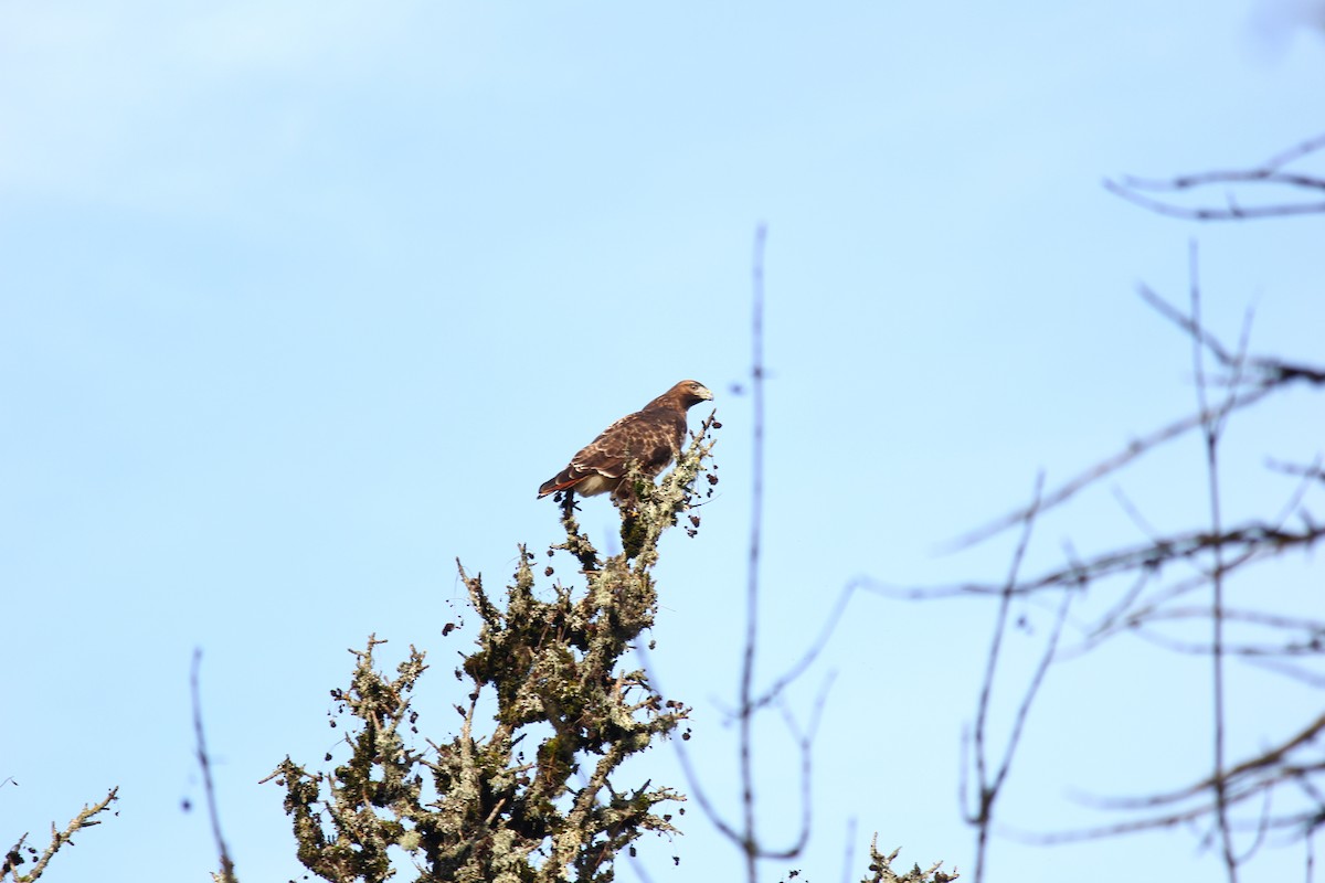 Red-tailed Hawk - ML616662371