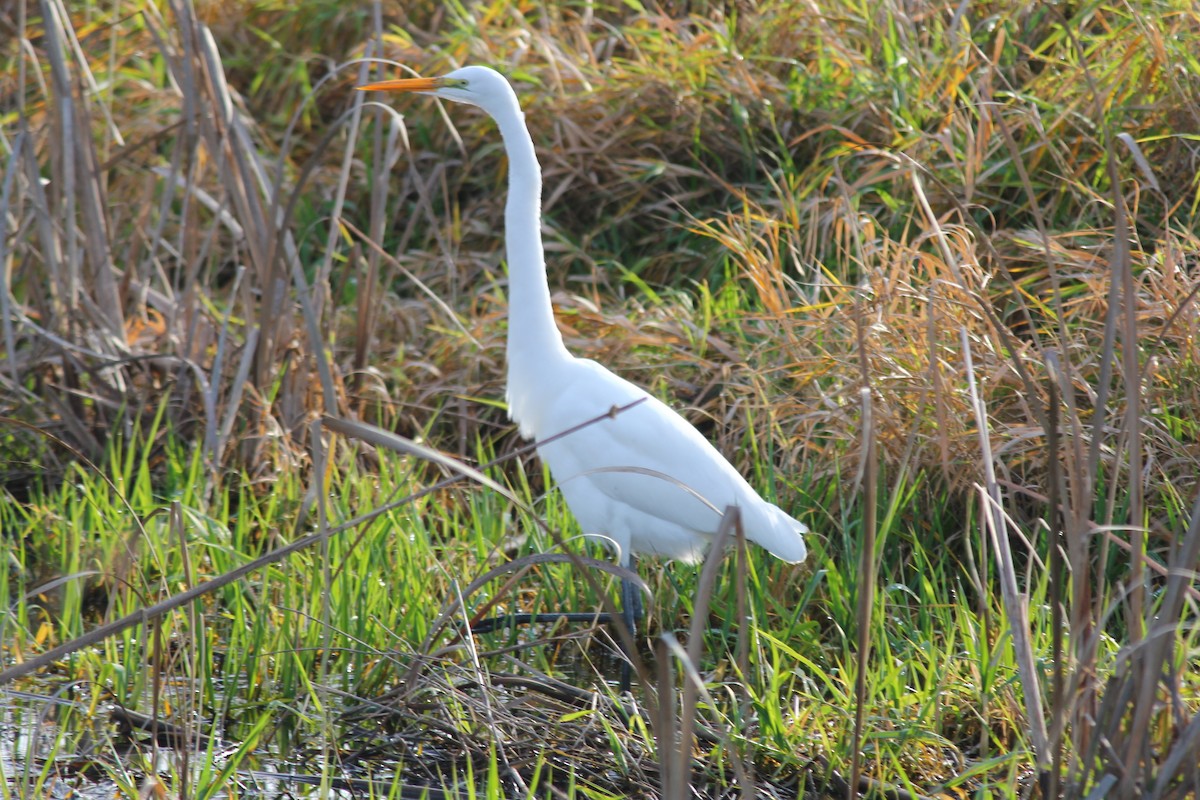 Great Egret - ML616662377