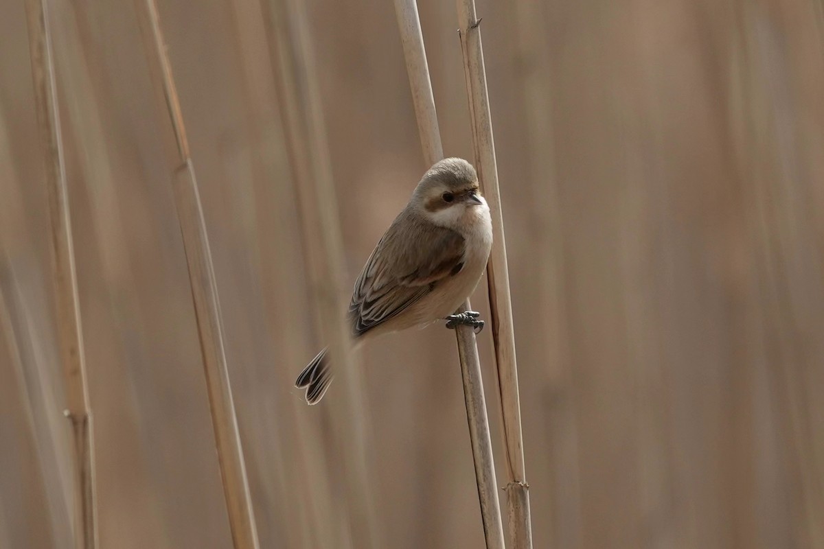 Chinese Penduline-Tit - ML616662382