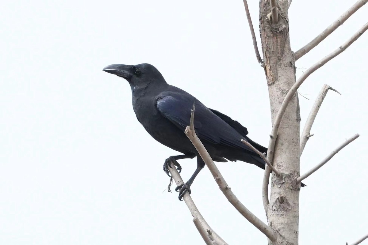 Large-billed Crow (Large-billed) - ML616662383