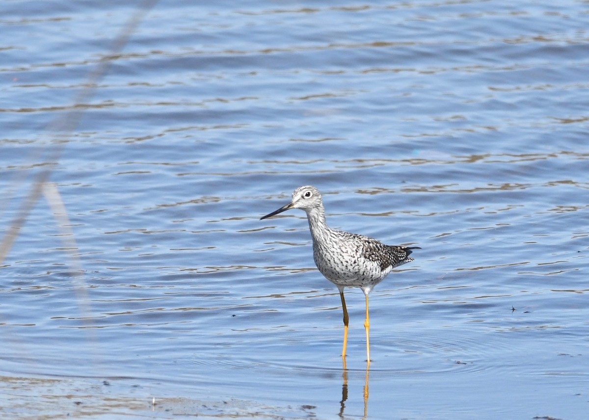 Greater Yellowlegs - ML616662398