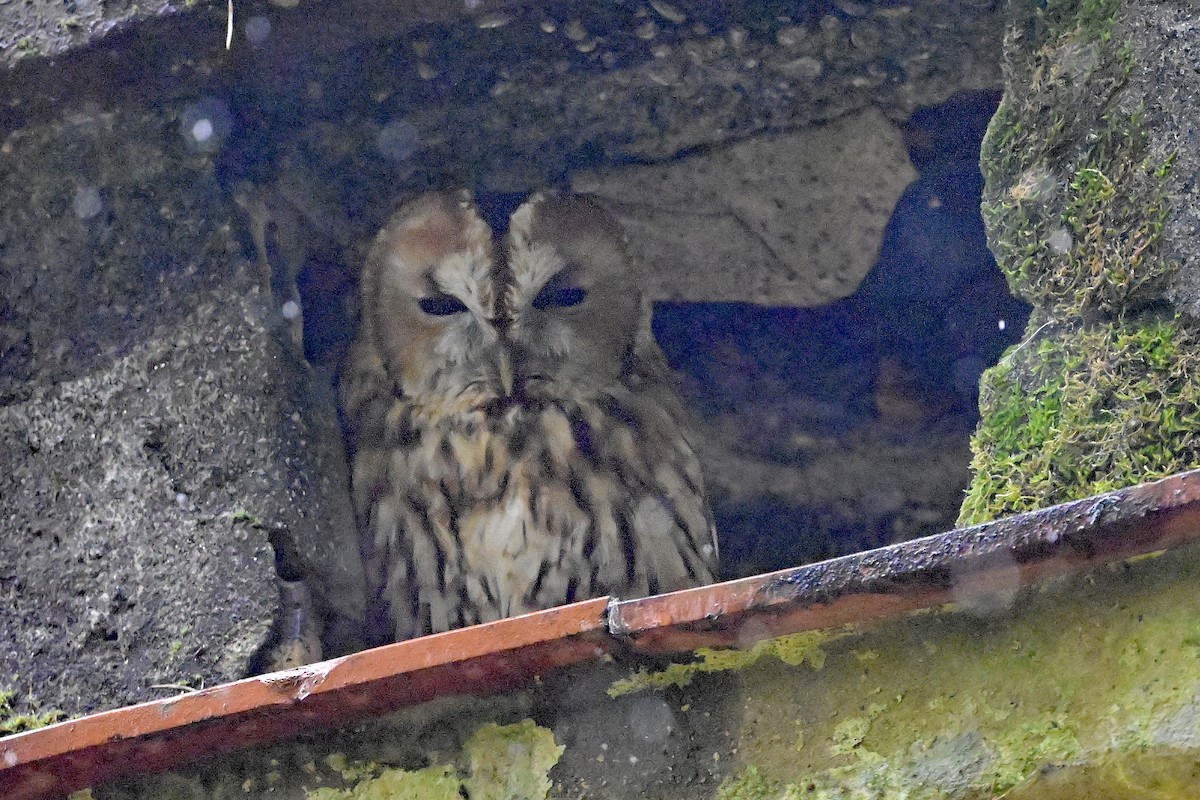 Tawny Owl - ML616662401