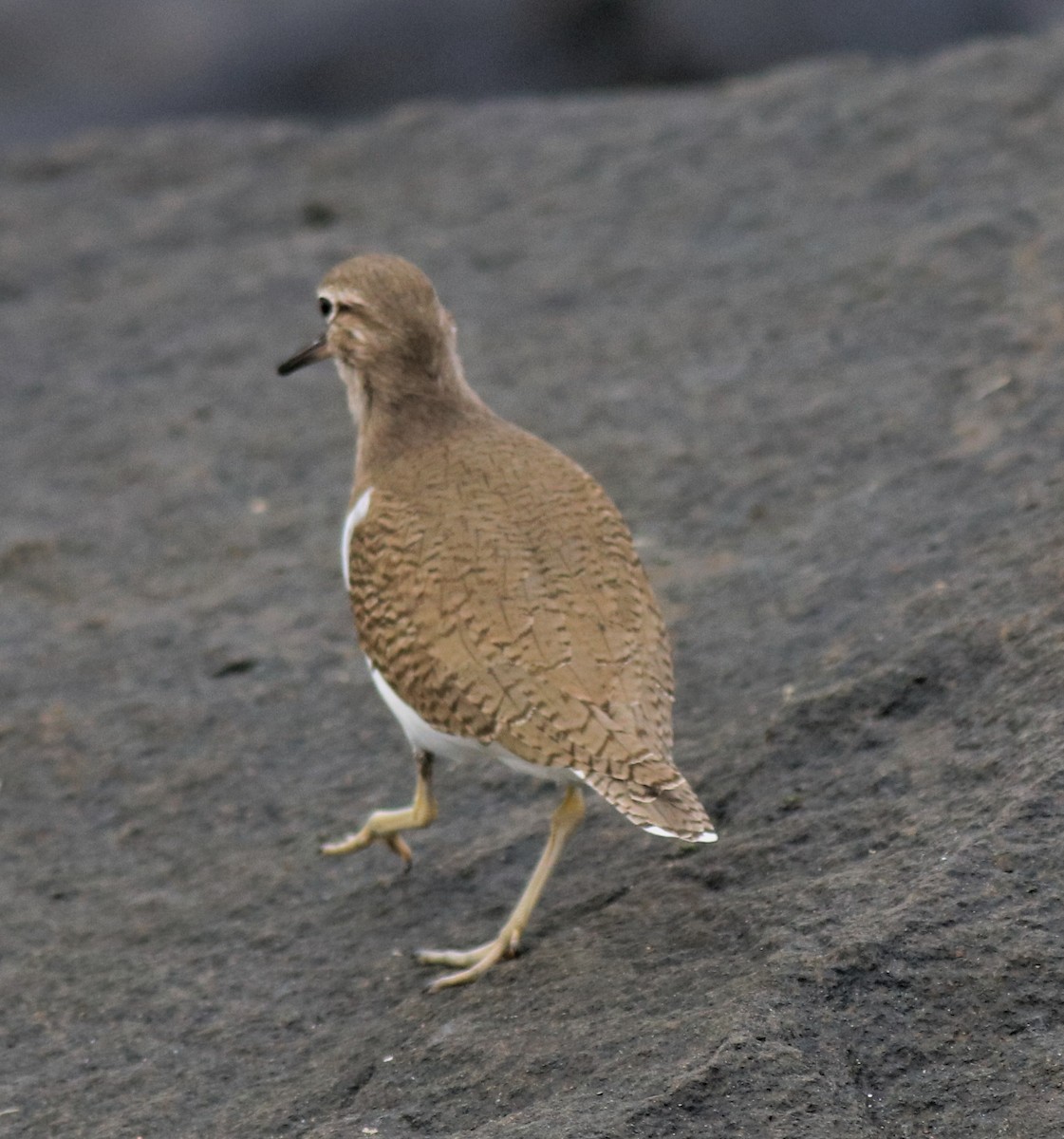 Common Sandpiper - Afsar Nayakkan