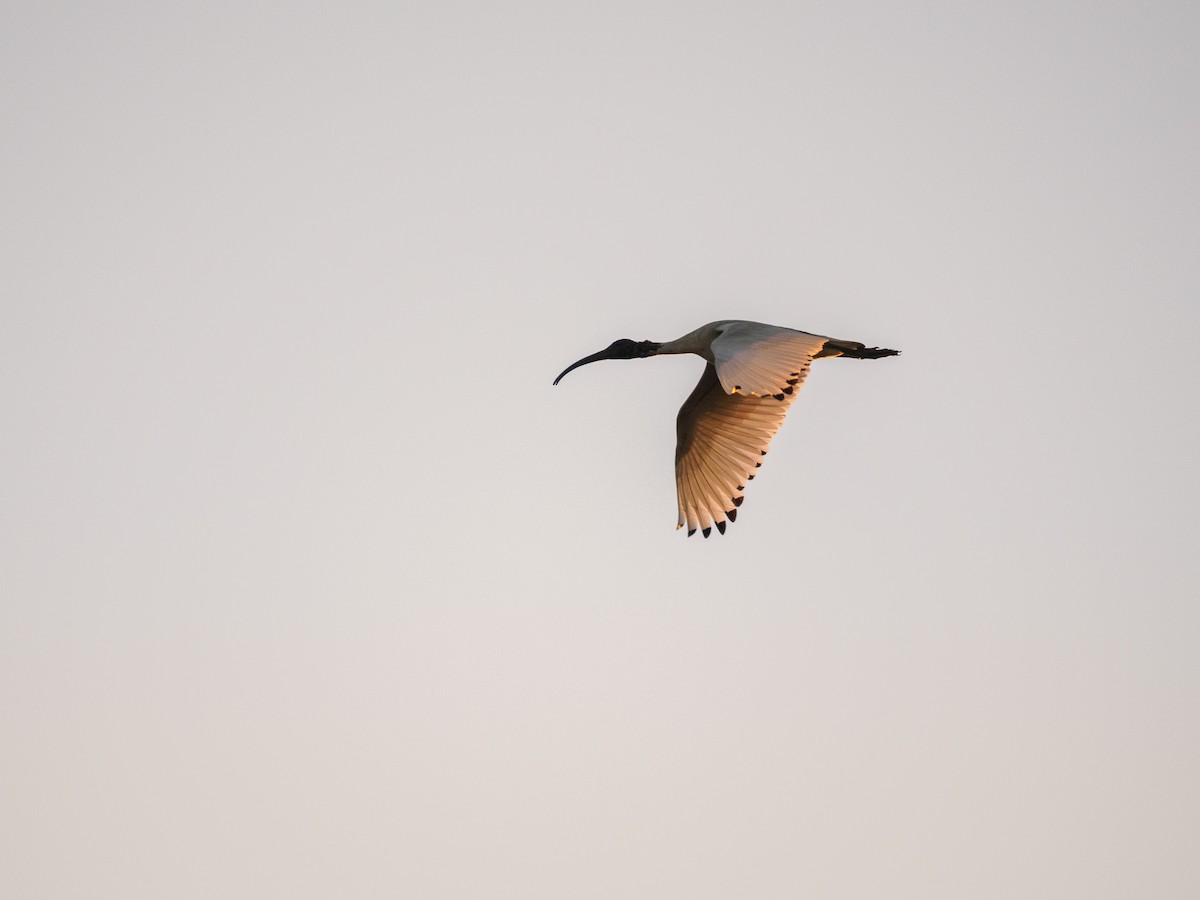 ibis australský - ML616662425