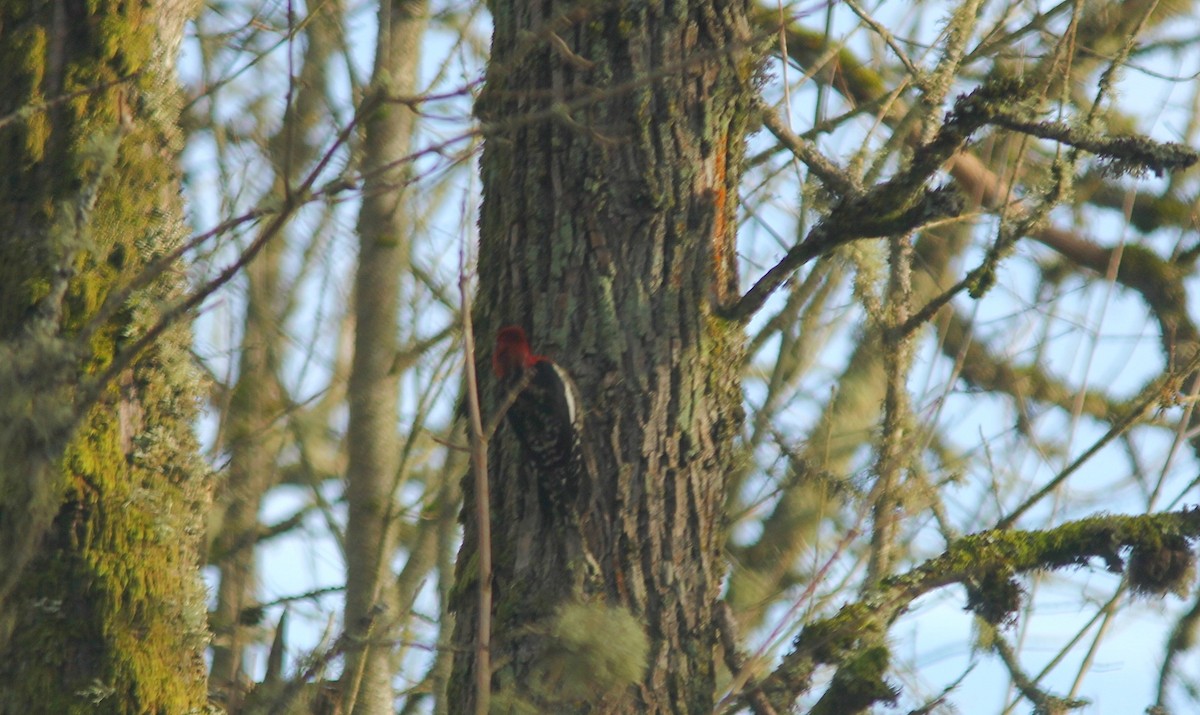 Red-breasted Sapsucker - Marsh Alphonso