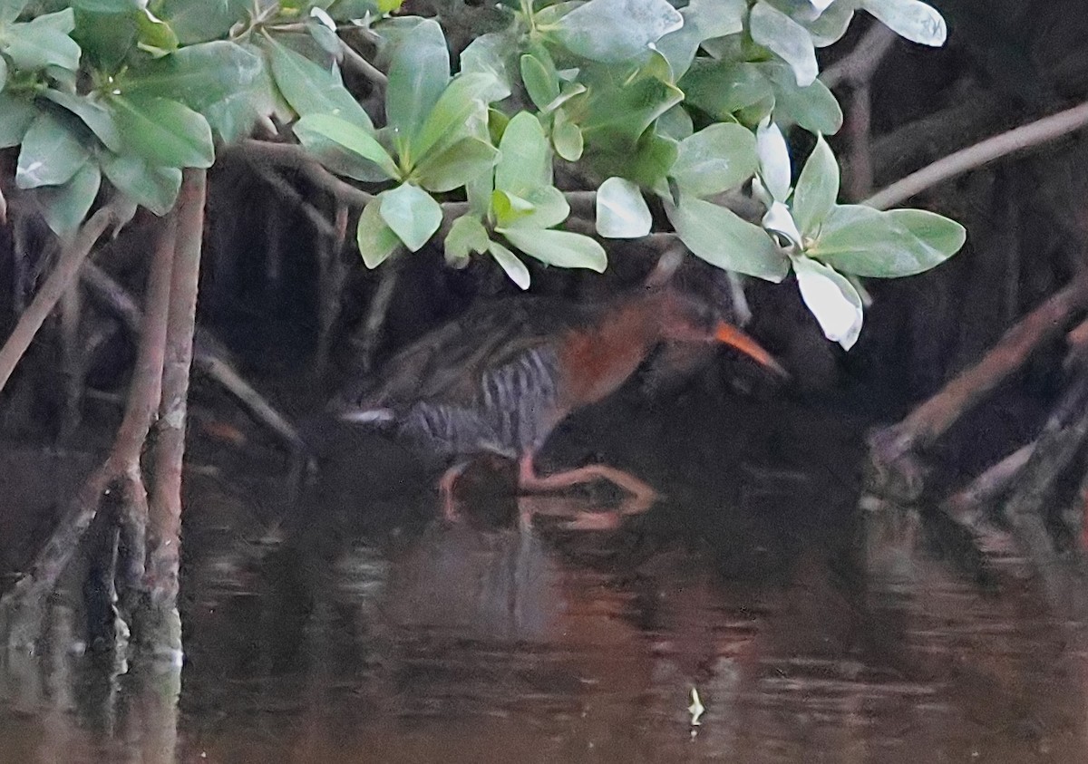 Ridgway's Rail (South Baja) - ML616662480