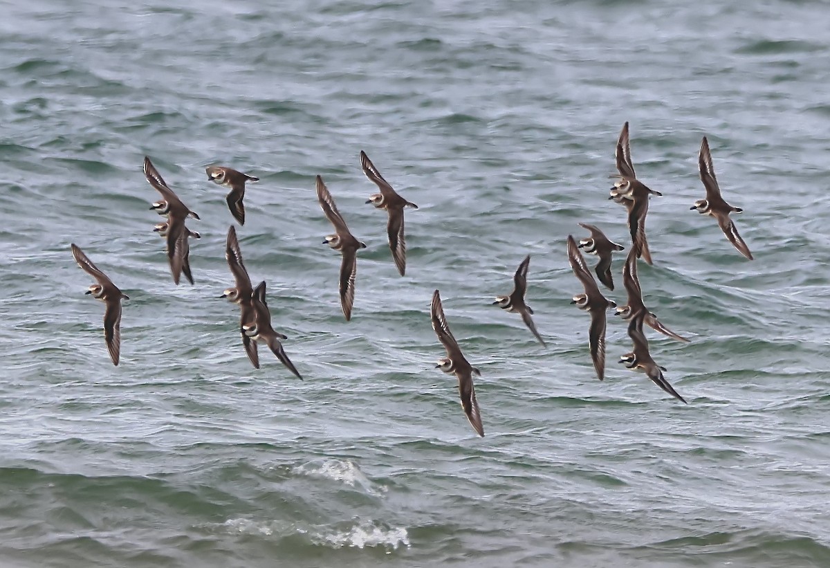 Wilson's Plover - ML616662482