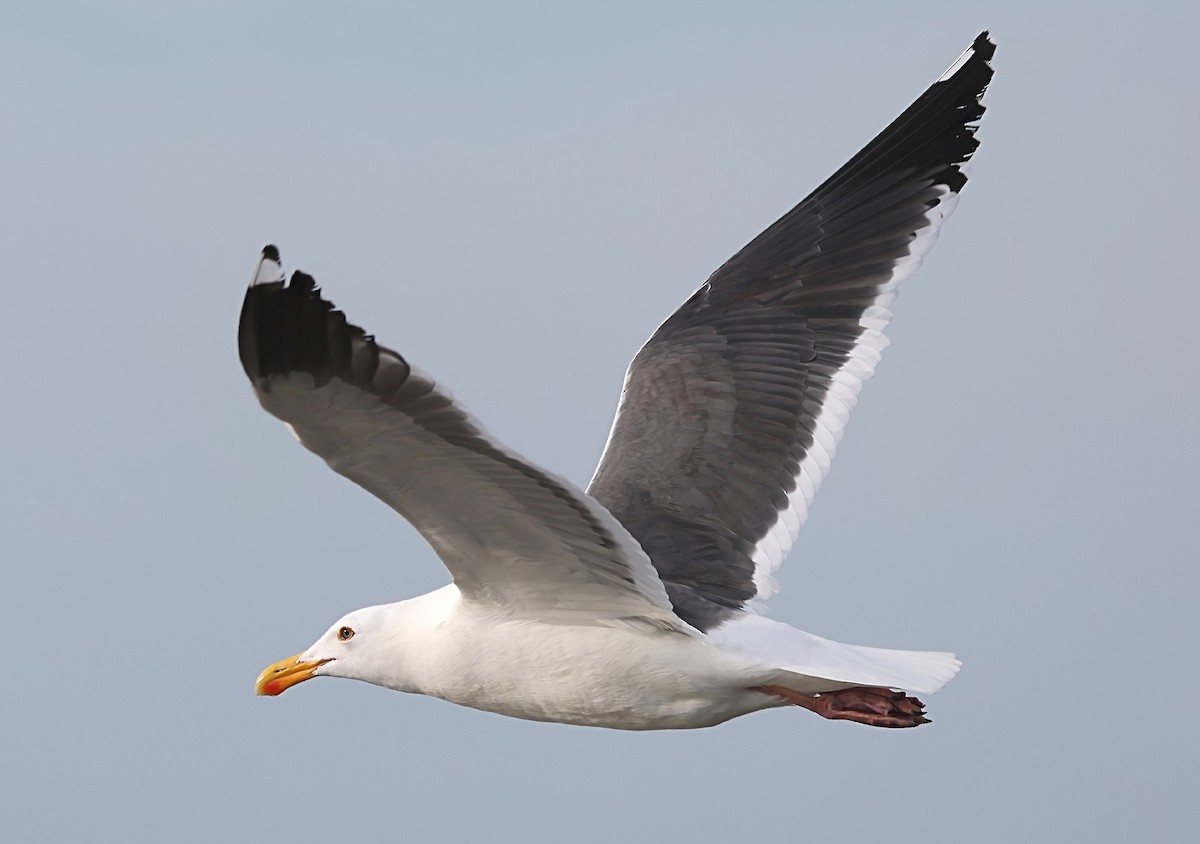 Western Gull - ML616662484