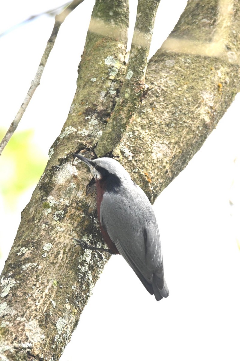 Indian Nuthatch - ML616662566