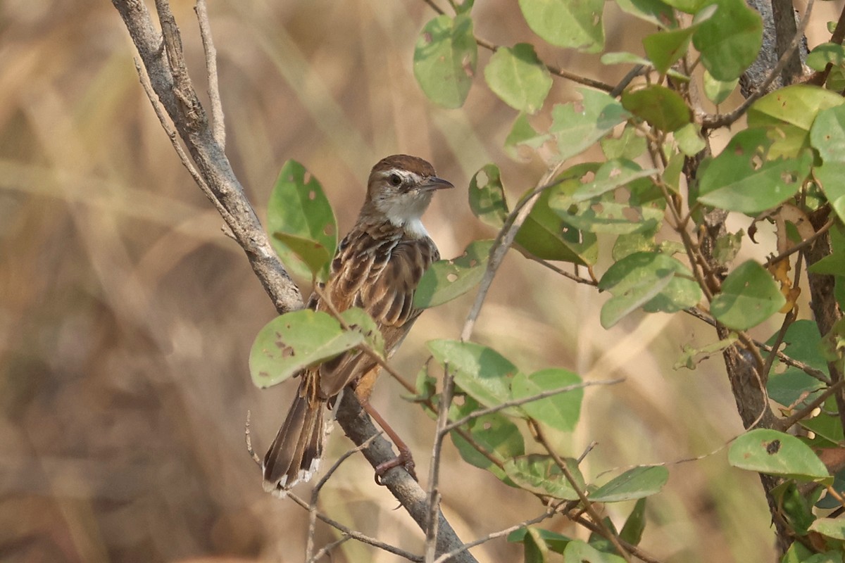 Zitting Cisticola (Double Zitting) - ML616662569