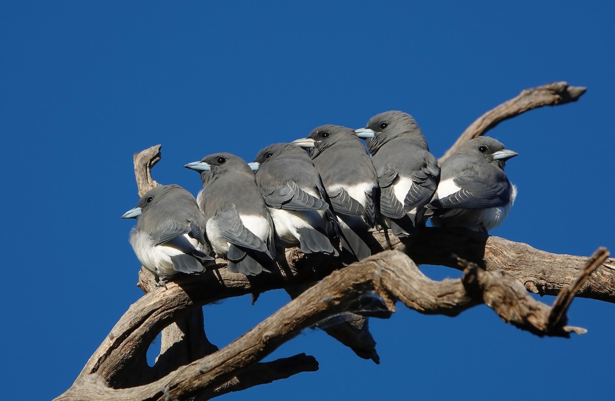 White-breasted Woodswallow - ML616662613