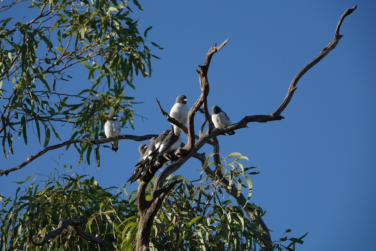 White-breasted Woodswallow - ML616662616