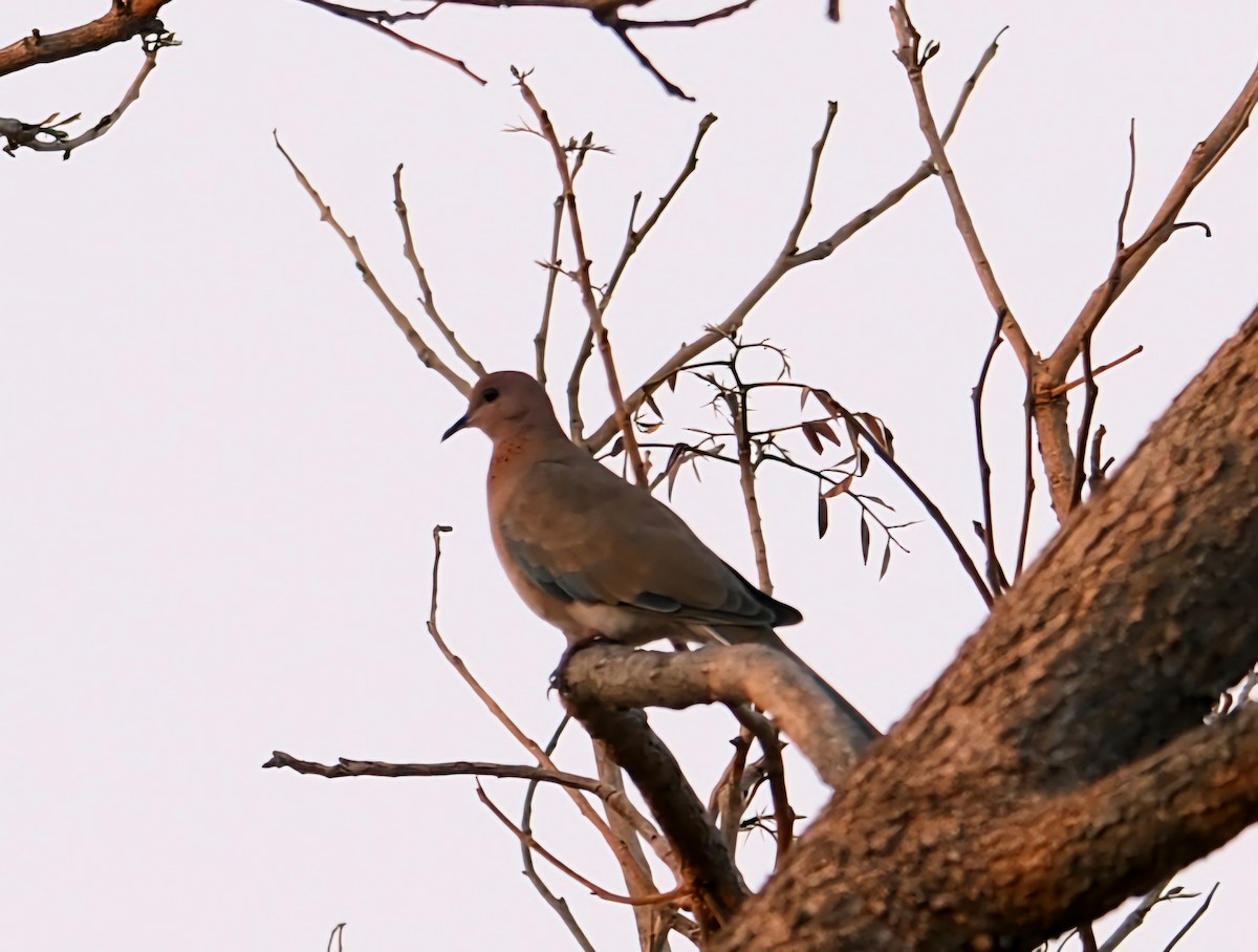 Laughing Dove - Martin Mau