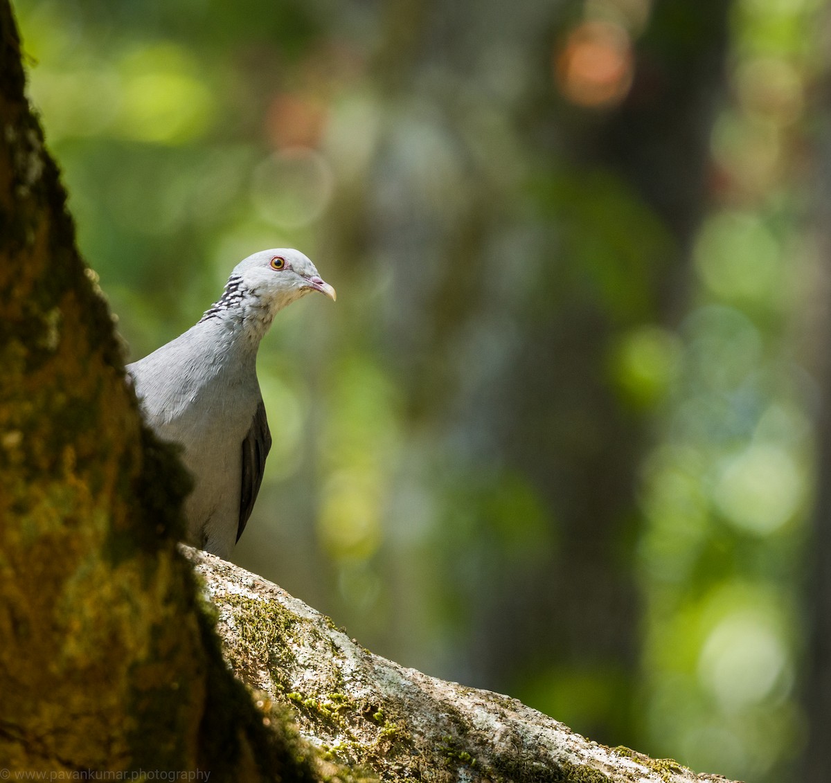 Nilgiri Wood-Pigeon - Pavan Kumar
