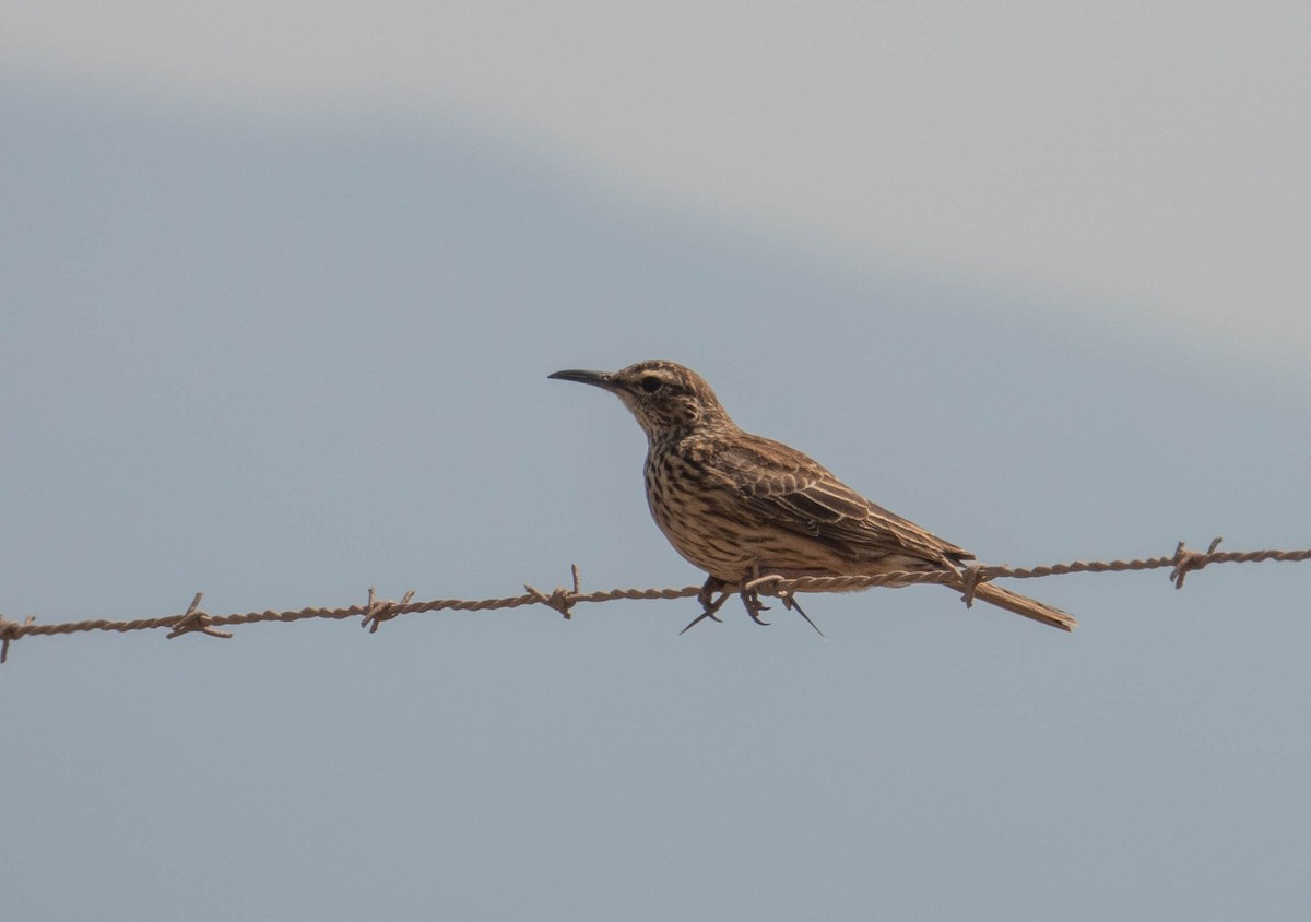 Cape Lark (Agulhas) - Rhys Gwilliam