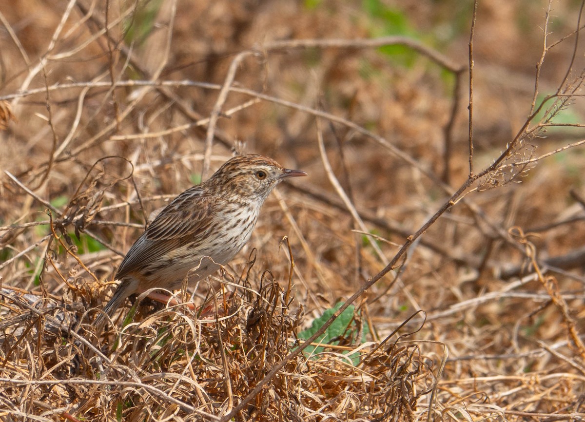 Cloud Cisticola - Rhys Gwilliam