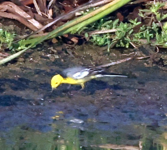 Citrine Wagtail - ML616662796