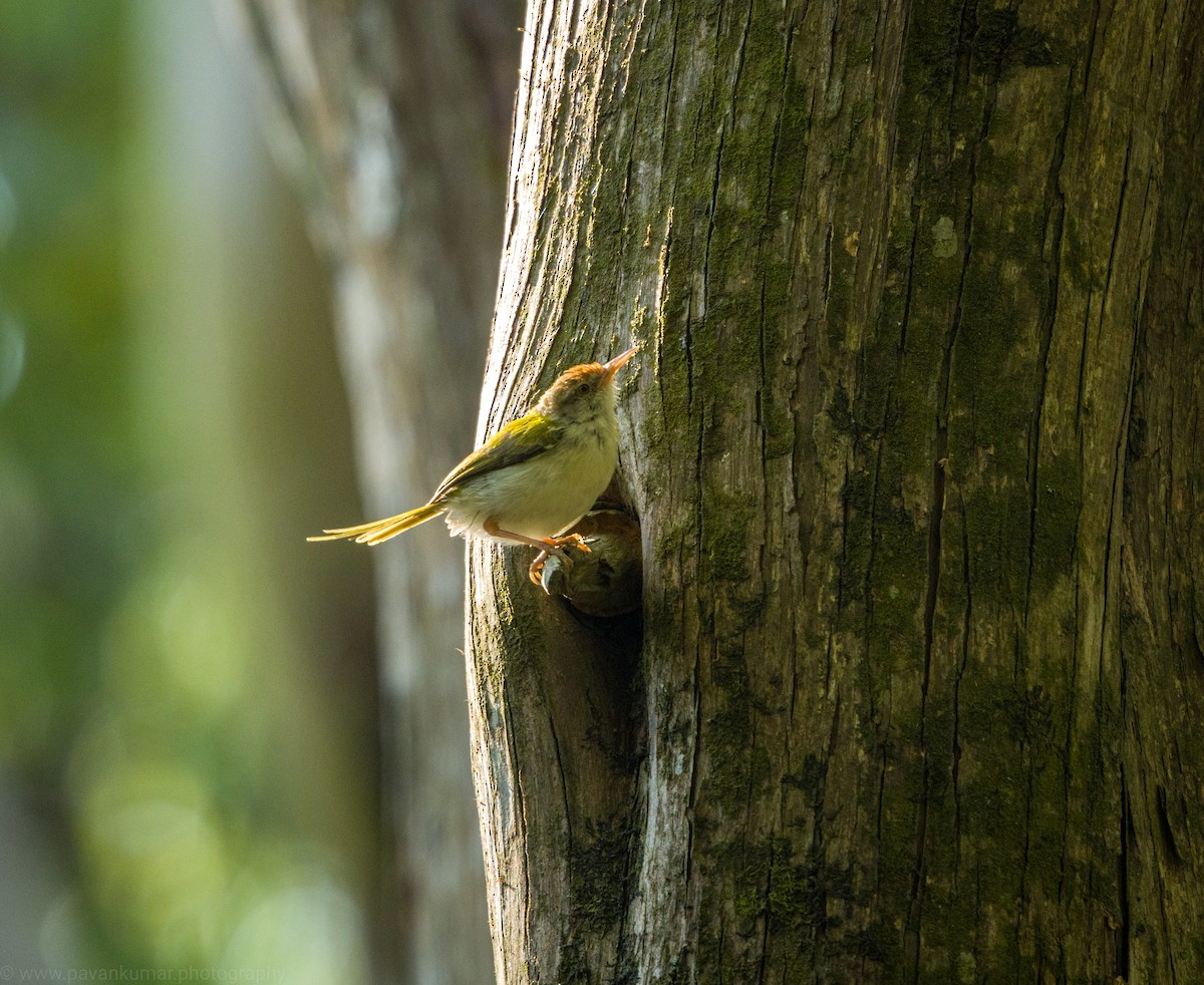 Common Tailorbird - Pavan Kumar