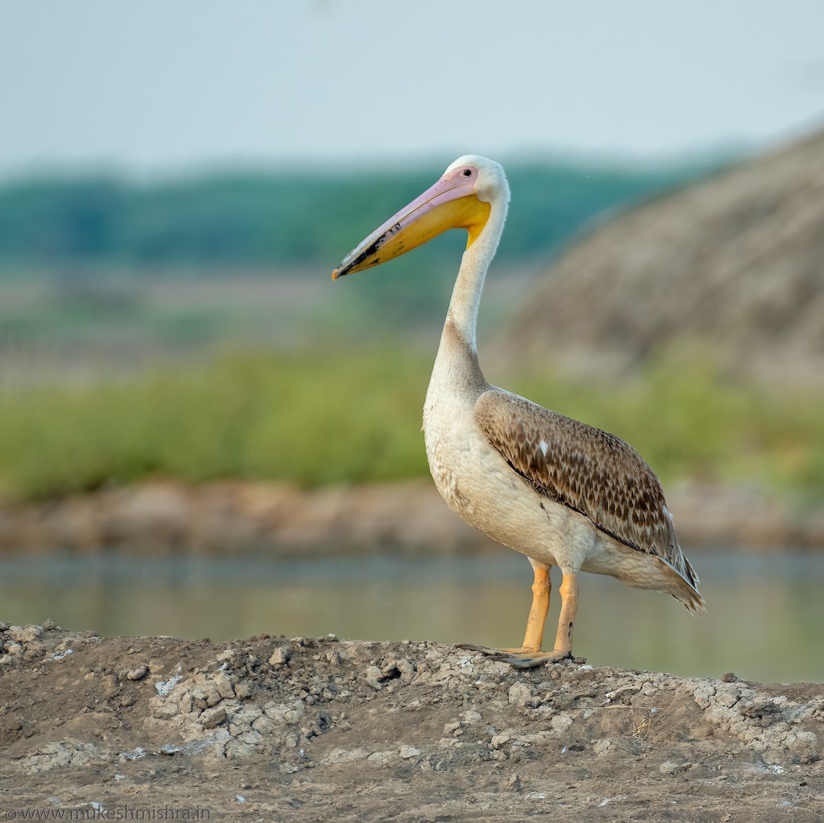 Great White Pelican - ML616662894