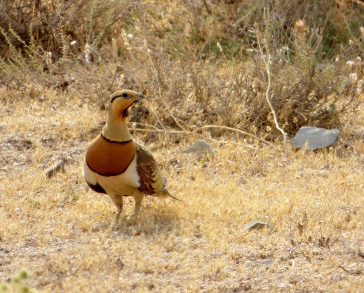 Pin-tailed Sandgrouse - ML616663031