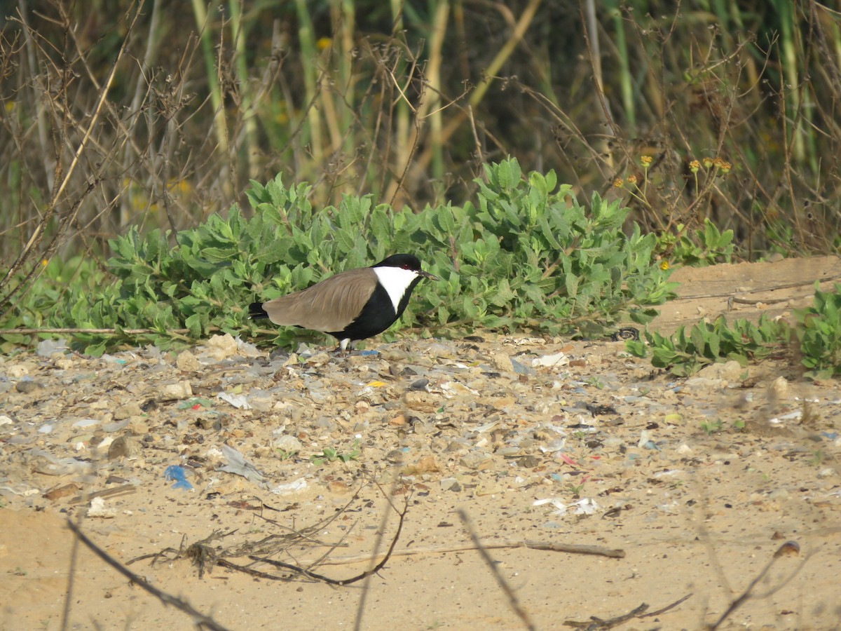 Spur-winged Lapwing - ML616663044