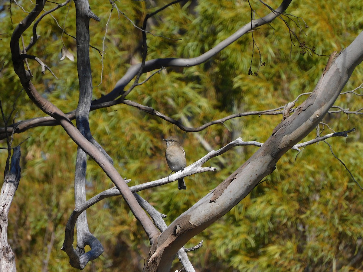 Golden Whistler - ML616663054