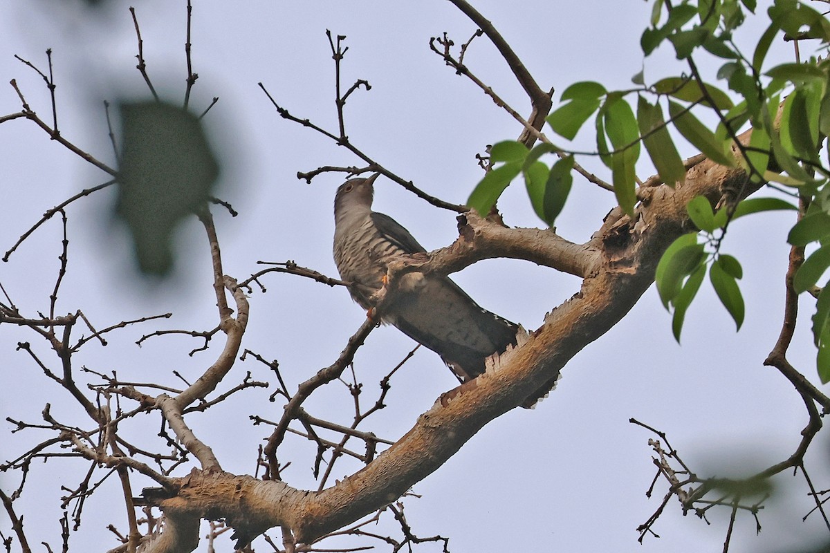 Himalayan Cuckoo - Charley Hesse TROPICAL BIRDING