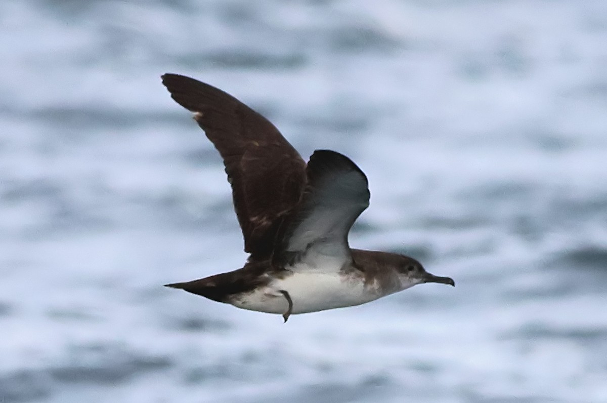 Black-vented Shearwater - ML616663070