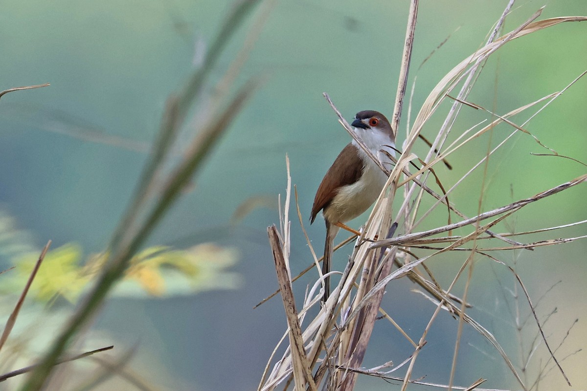 Yellow-eyed Babbler - Charley Hesse TROPICAL BIRDING