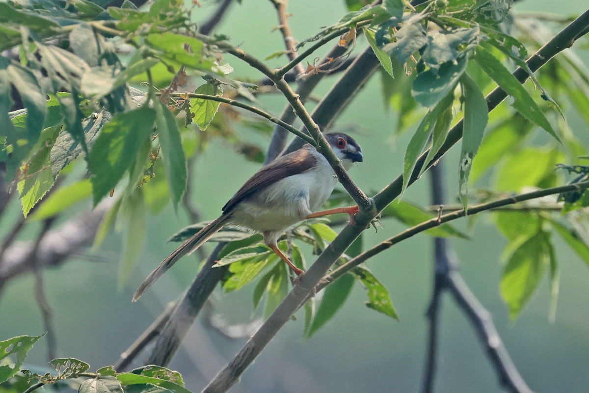 Yellow-eyed Babbler - Charley Hesse TROPICAL BIRDING