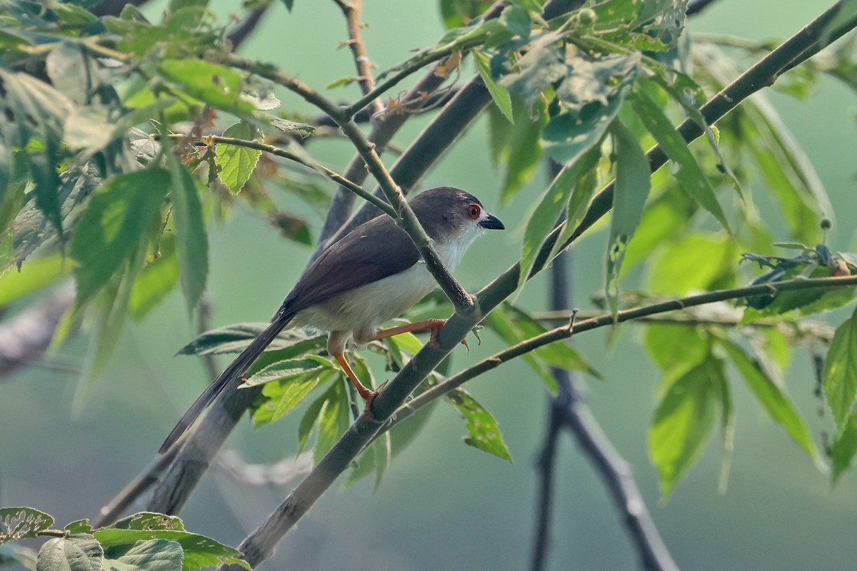 Yellow-eyed Babbler - Charley Hesse TROPICAL BIRDING