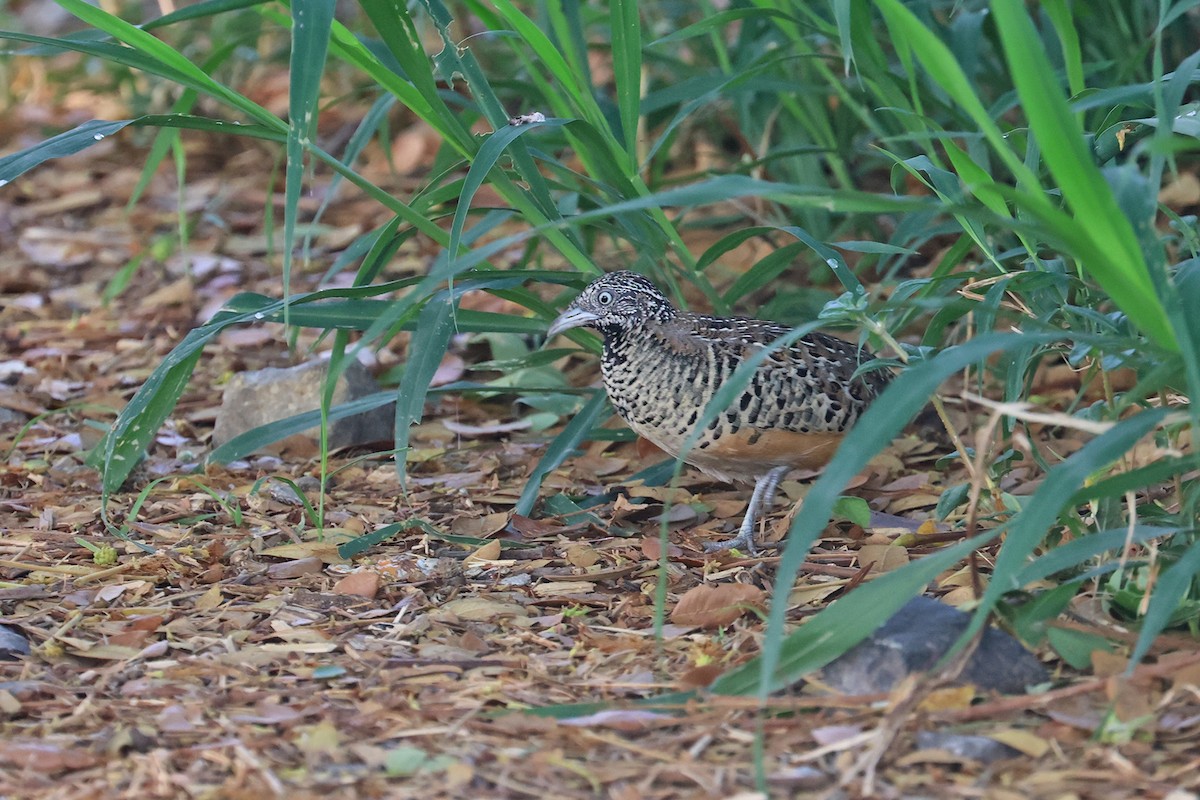 Barred Buttonquail - ML616663095