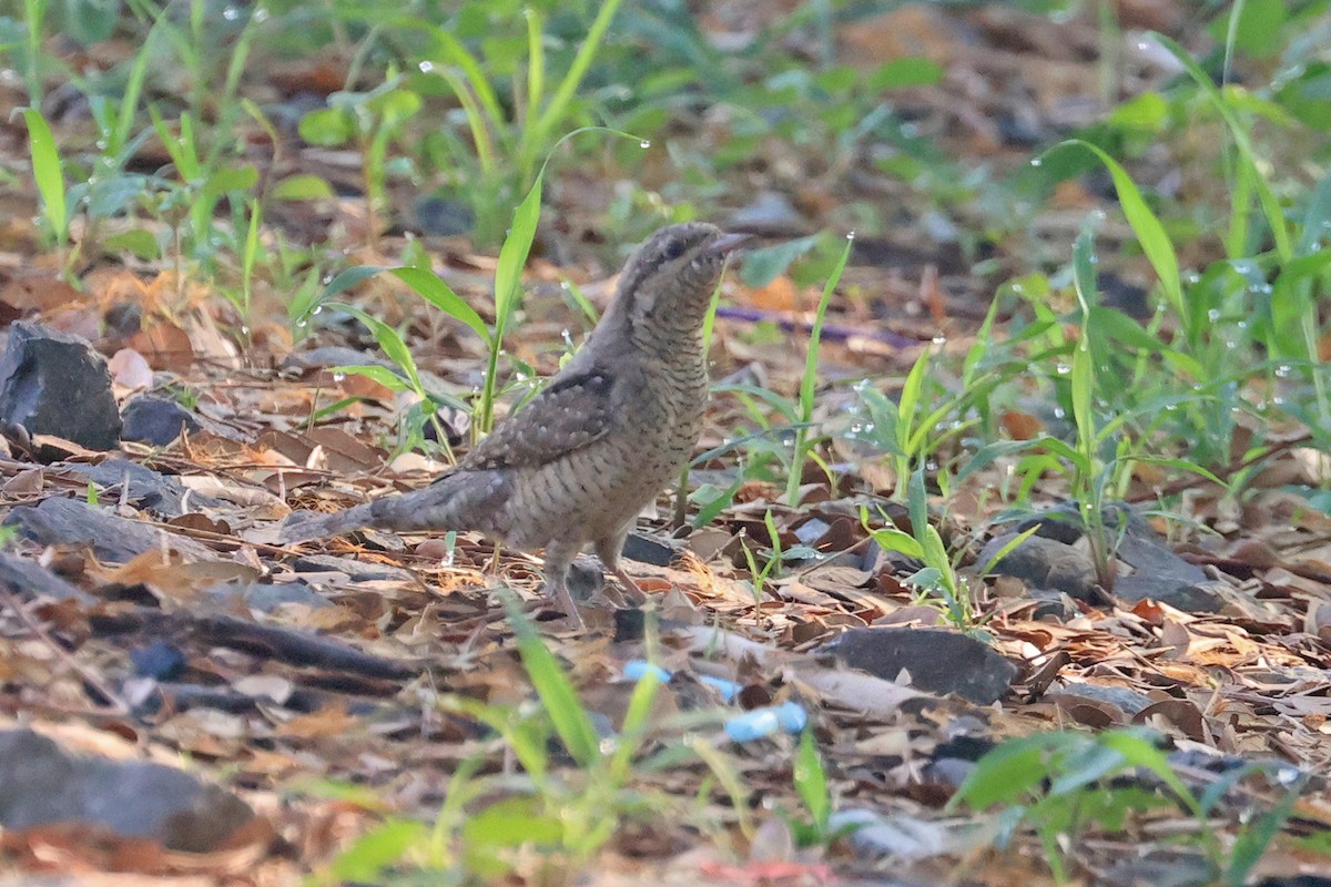 Eurasian Wryneck - Charley Hesse TROPICAL BIRDING