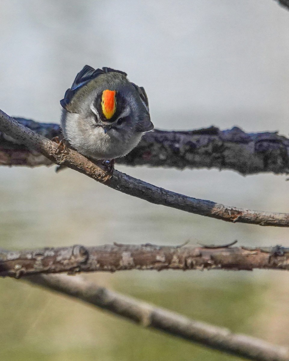 Golden-crowned Kinglet - ML616663142