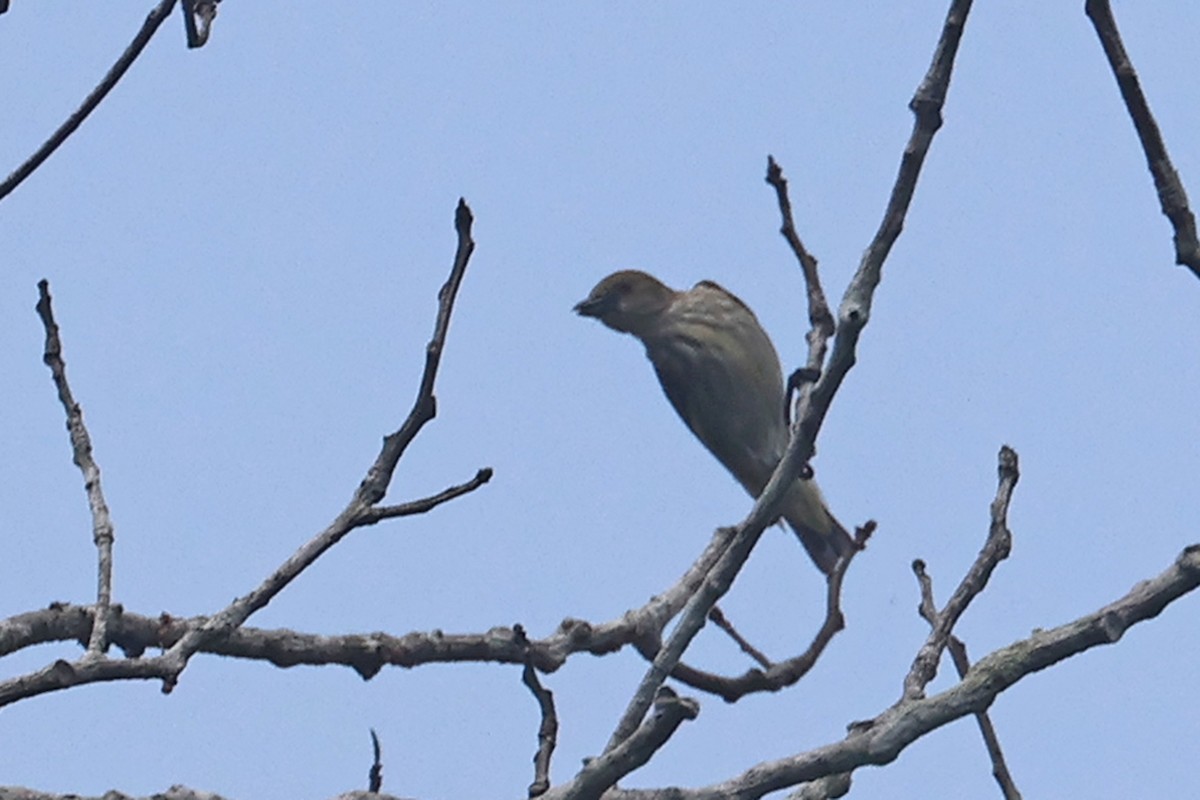 Thick-billed Flowerpecker (obsoletum Group) - ML616663152