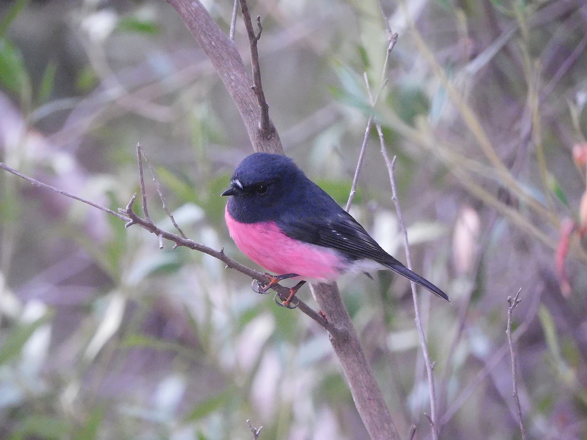 Pink Robin - George Vaughan