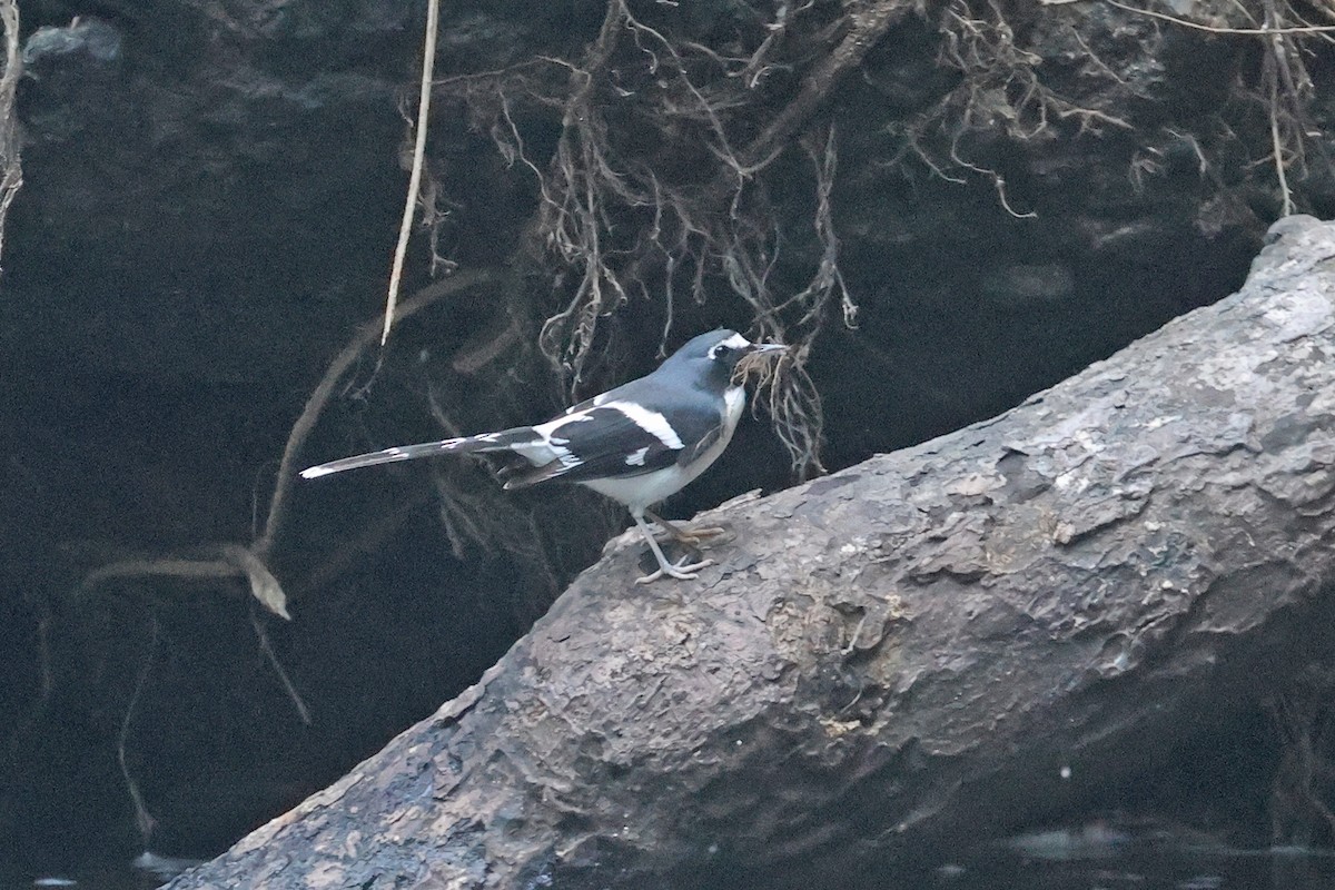 Slaty-backed Forktail - ML616663179