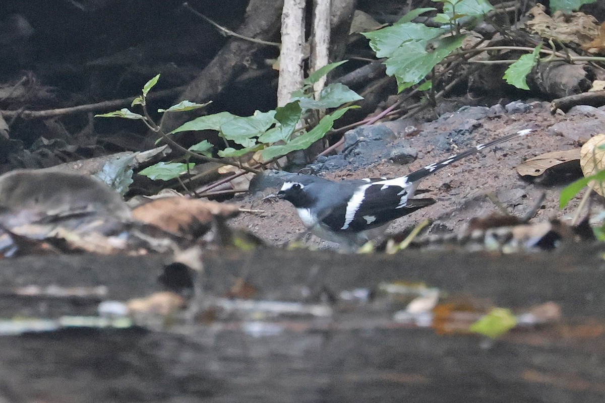 Slaty-backed Forktail - ML616663180