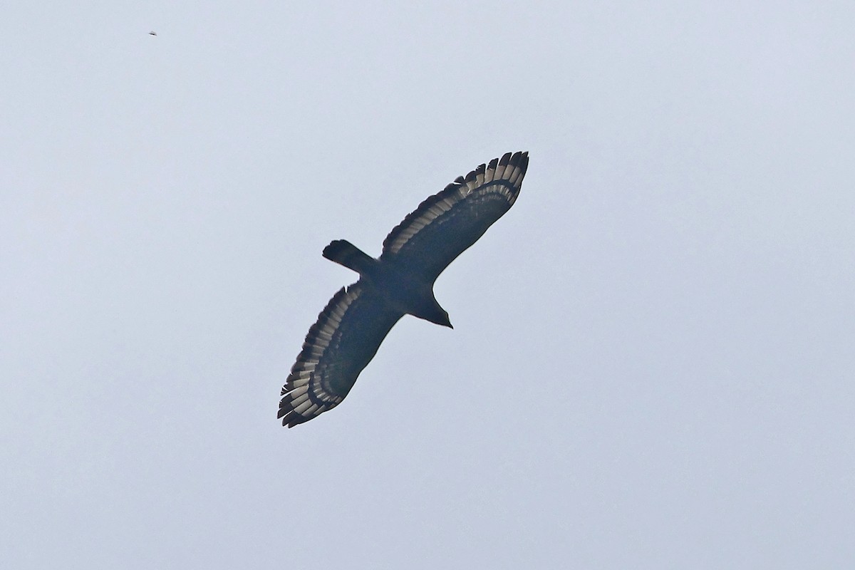 Crested Serpent-Eagle (Crested) - ML616663193