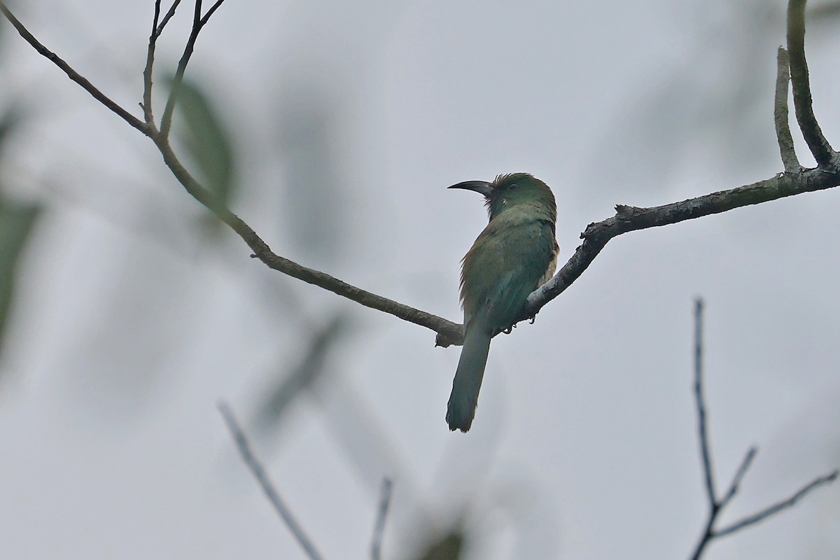 Blue-bearded Bee-eater - ML616663197