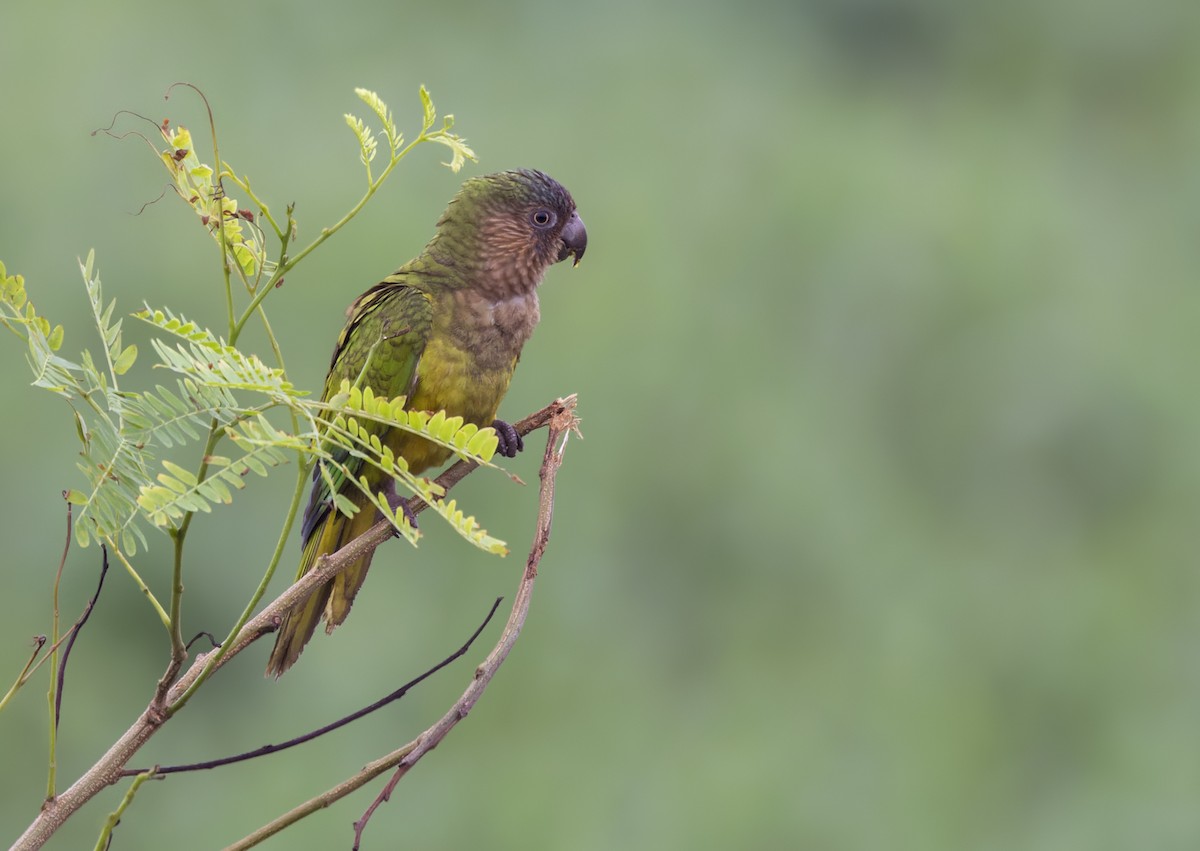 Brown-throated Parakeet (Brown-throated) - ML616663227