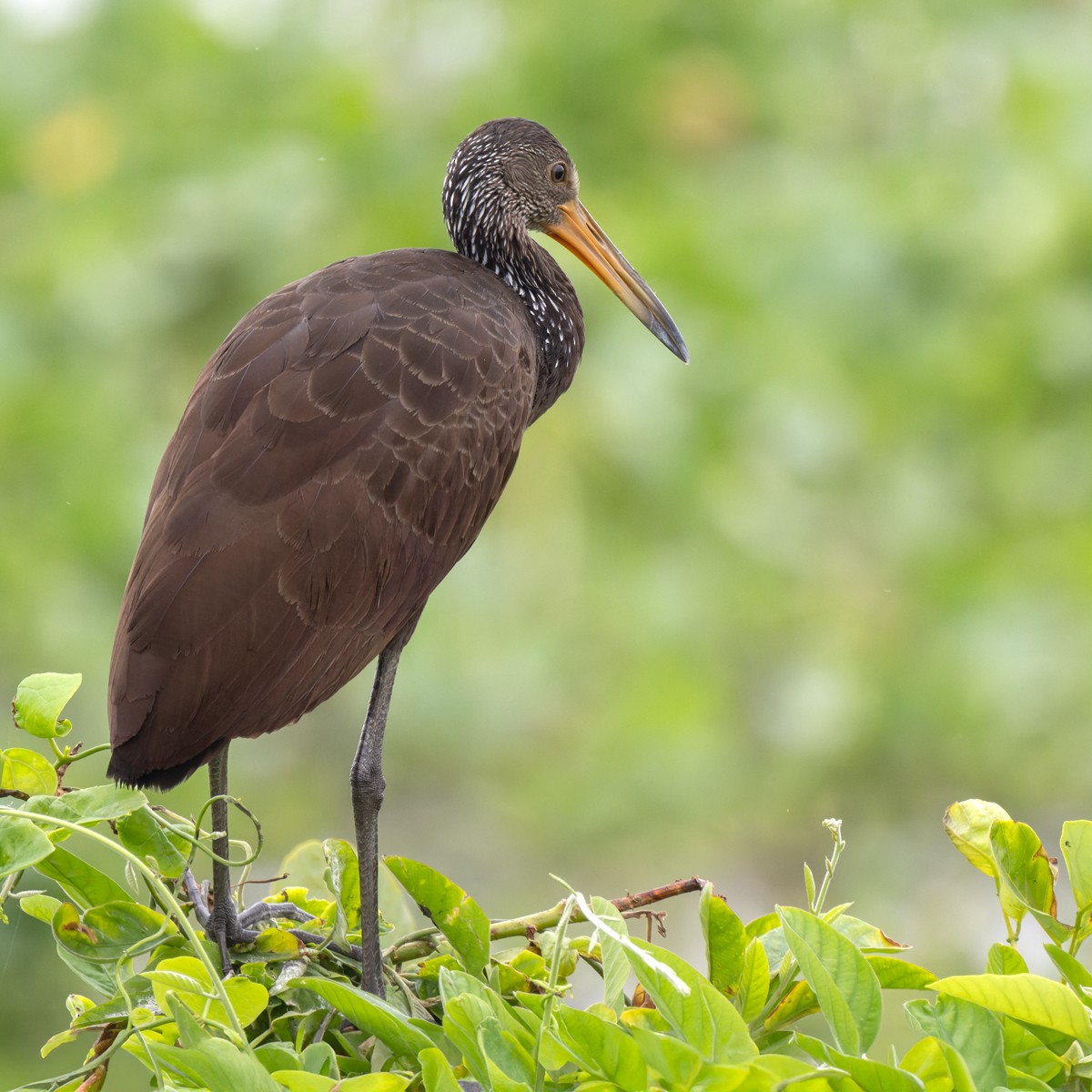 Limpkin (Brown-backed) - Lars Petersson | My World of Bird Photography