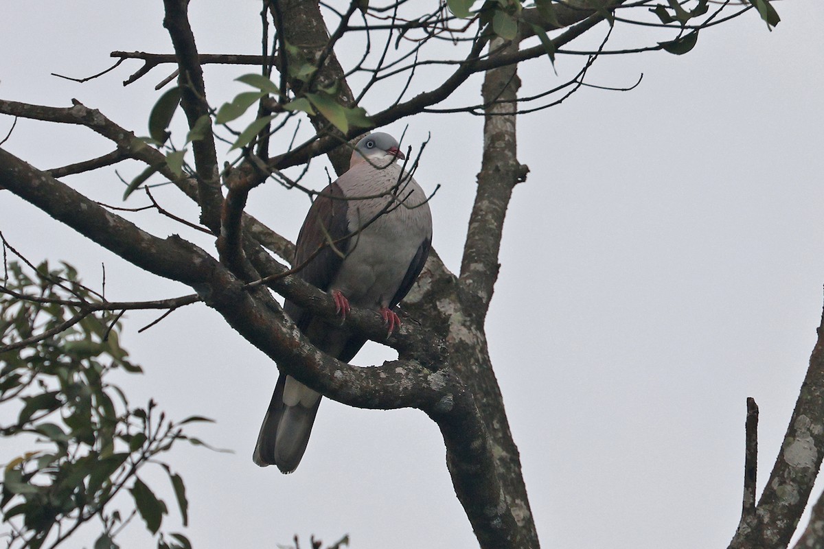 Mountain Imperial-Pigeon - ML616663308