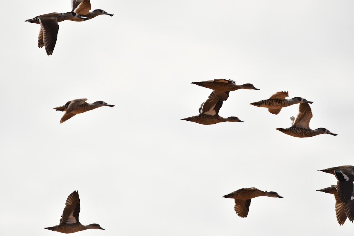 Pink-eared Duck - ML616663338