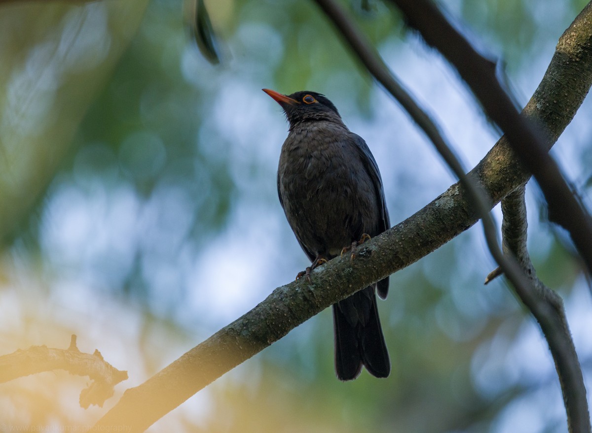 Indian Blackbird - Pavan Kumar