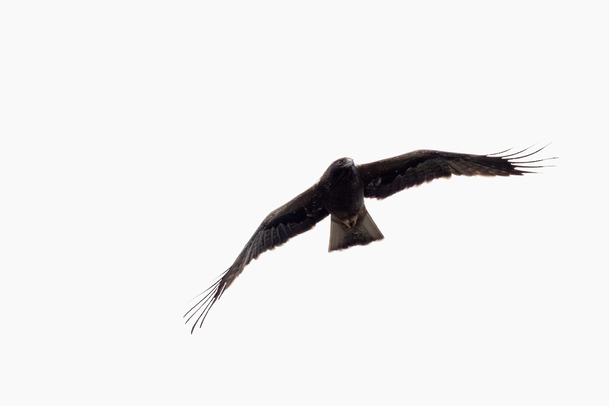 Бахим бүргэд - ML616663397