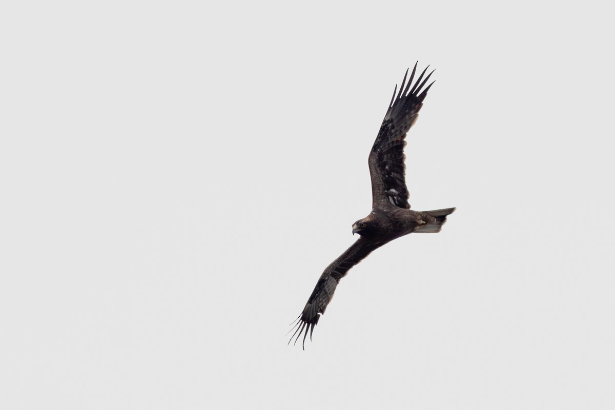 Бахим бүргэд - ML616663398