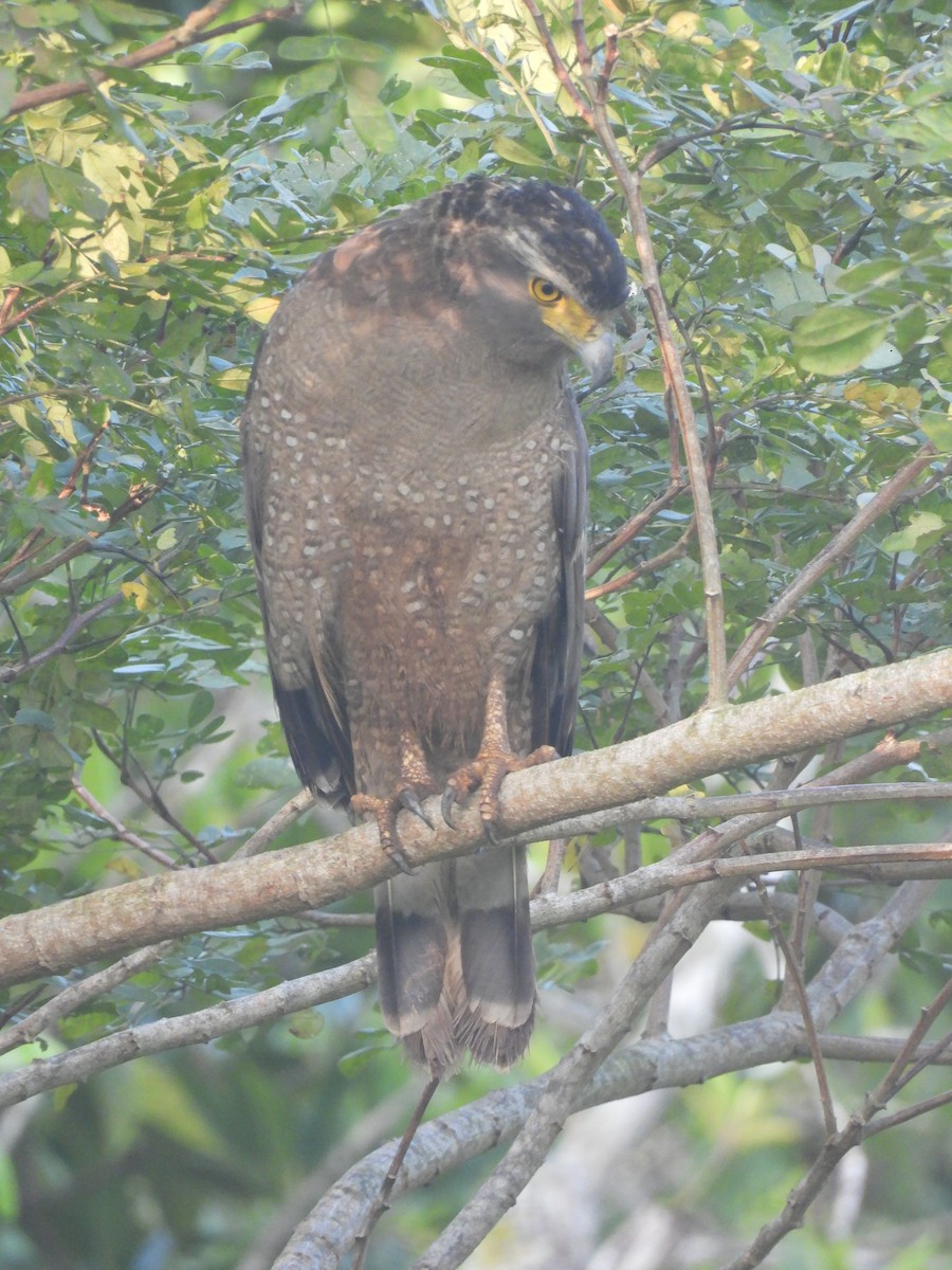 Crested Serpent-Eagle - ML616663414