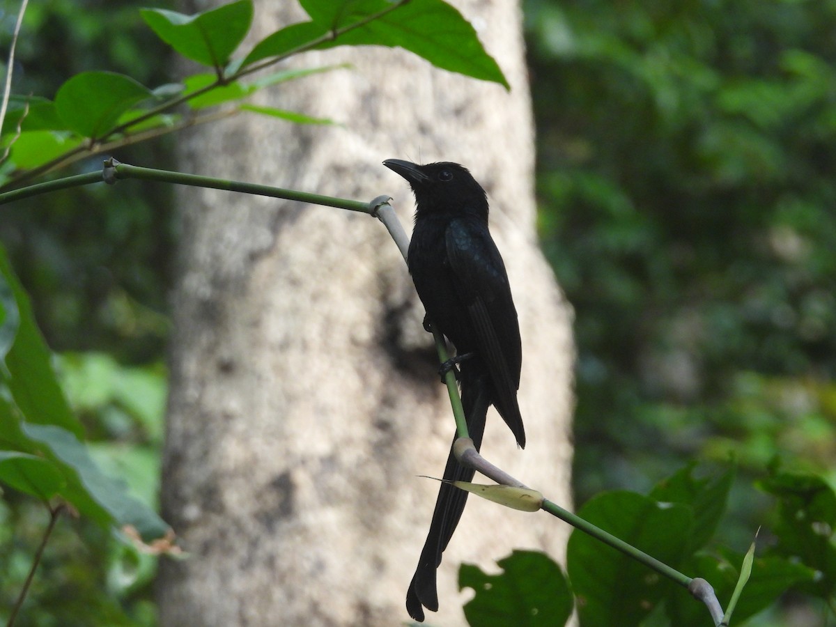 Drongo des Andaman - ML616663446